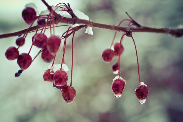 Berries in the snow blurred background