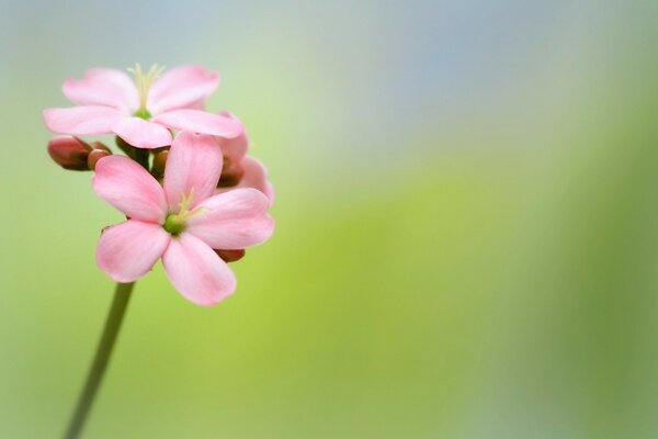 粉红色辣麻疯树花