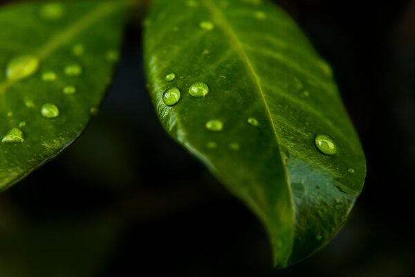 Macro photography of the fallen rain on a sheet