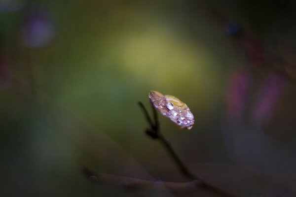 Macro photography of a leaf with dew on it