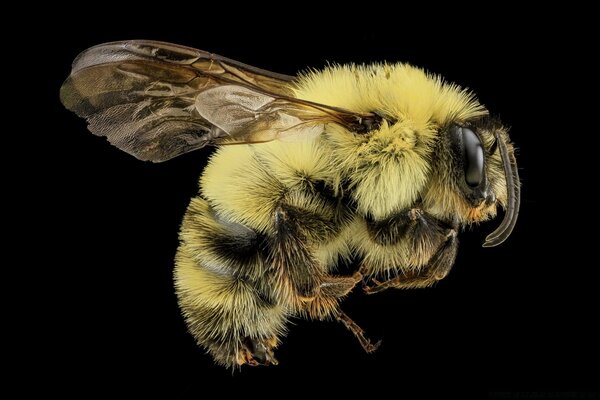 Fotografía macro abeja fondo negro