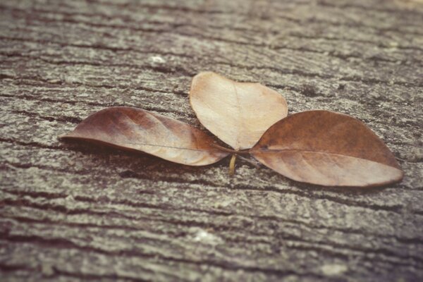 An autumn leaf of brown color lies on a wooden board