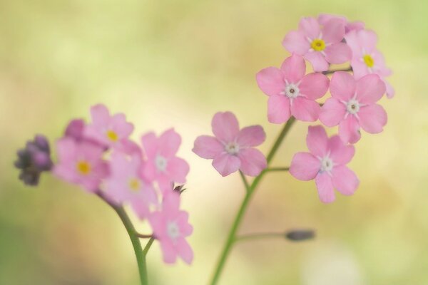 La ternura primaveral de las flores Rosadas