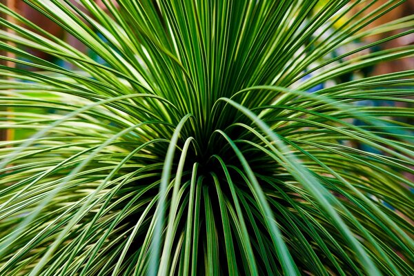 Bright summer grass bush