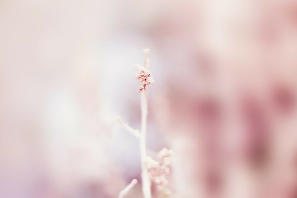 Blurry macro photography in nature. Flower