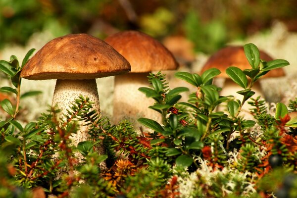 Unos pocos hongos porcini en la hierba