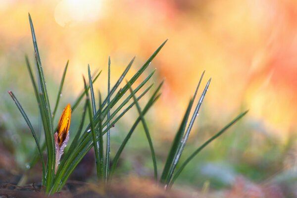 Orange flower bud and green leaves