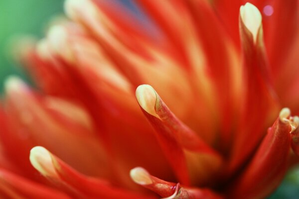 Macro shooting of a red flower