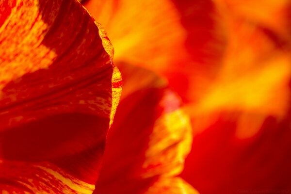 Folha da flor da cor brilhante