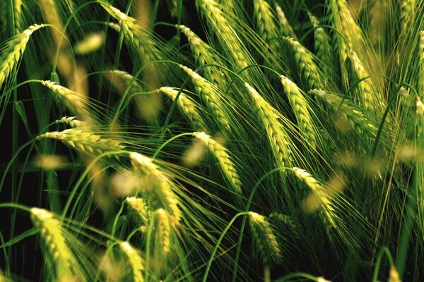 Ears of wheat grow in the field