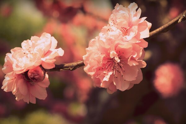 Die Natur. Blühende Baumblüten