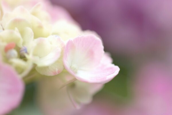 Rosa claro Hortensia macro