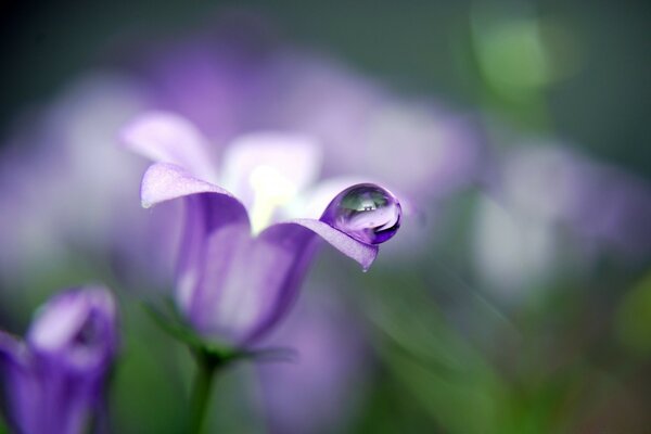 Gota de rocío en los pétalos de la flor