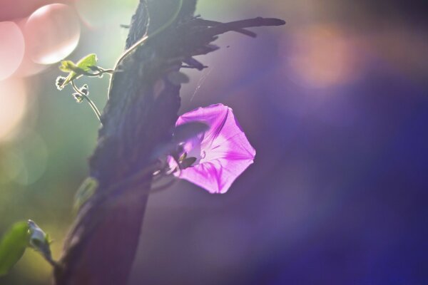 Die Natur. Eine Blume umschließt einen Baum