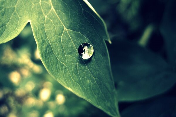 A dewdrop flows down the leaf