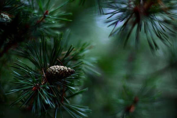 Ripresa macro di aghi di pino con pigne