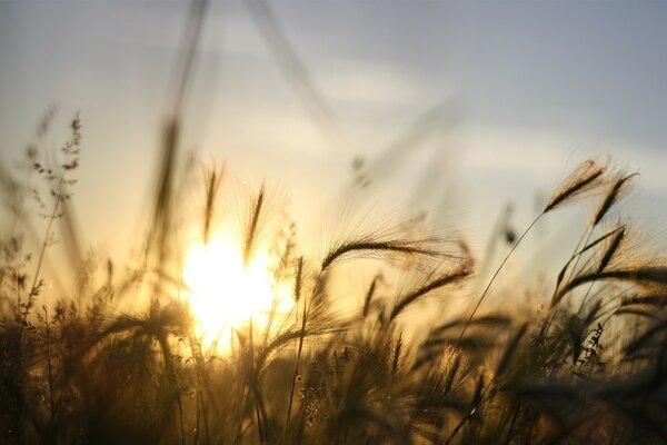 A picture of ears of corn on the background of sunset