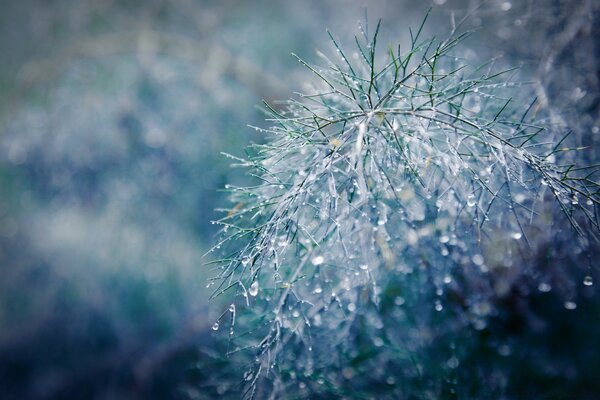 Ein Zweig der Pflanze, der mit Frost bedeckt ist