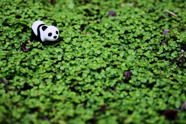 Macro photography of nature. Panda in the grass