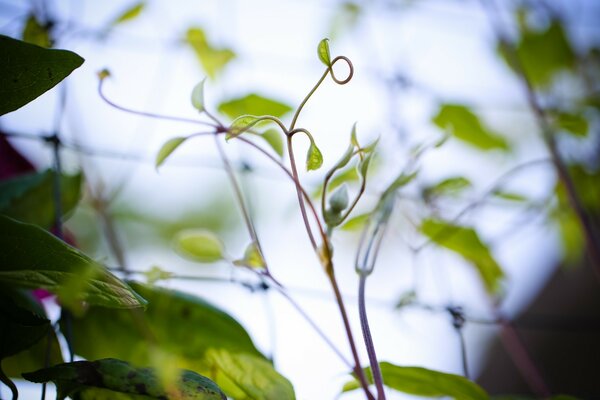 Macro photography of nature. A sprout aspiring upwards