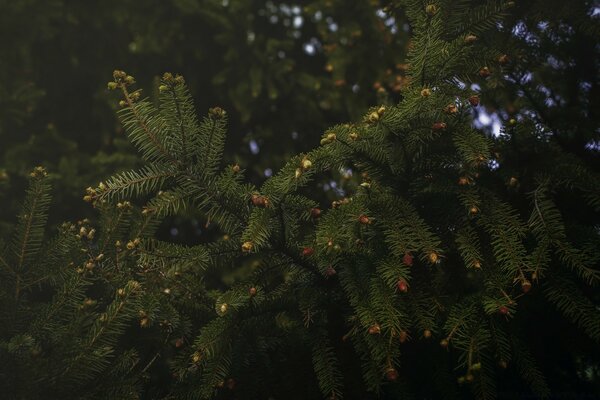 Nadelbaum wächst im Wald