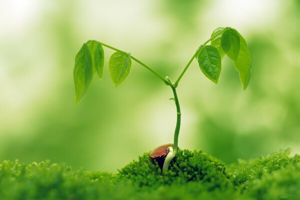 La primavera da los primeros brotes