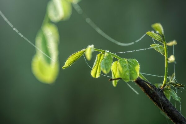 Makrofotografia przyrody. Liść w ogrodzie