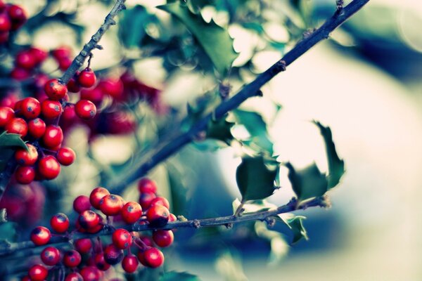 Macro object of the rowan tree. Blurring