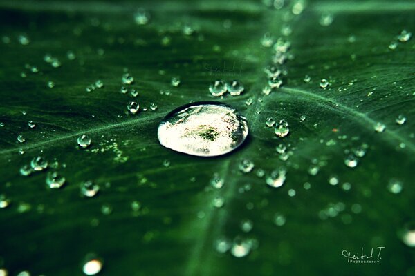 Fotografía macro de rocío en una hoja