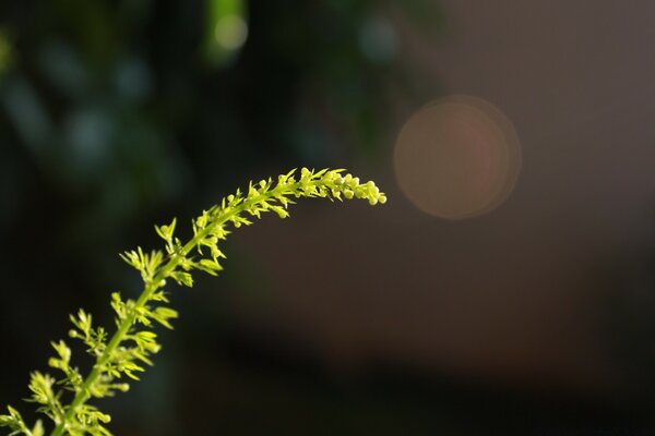 Macro photography. Blurring. Flora of nature