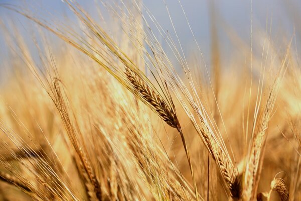 Golden wheat flakes in the field