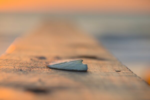 A sliver lies on the board in the rays of sunset