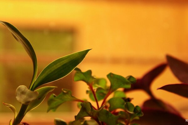 Blurred background, macro shooting of the sheet