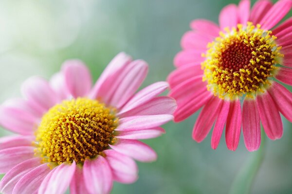 Dos hermosas flores de verano