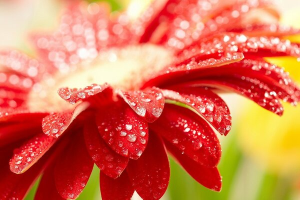 Macro photography with a beautiful flower