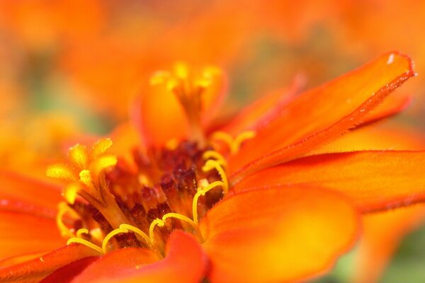 Più vicino alla foto degli stami del fiore