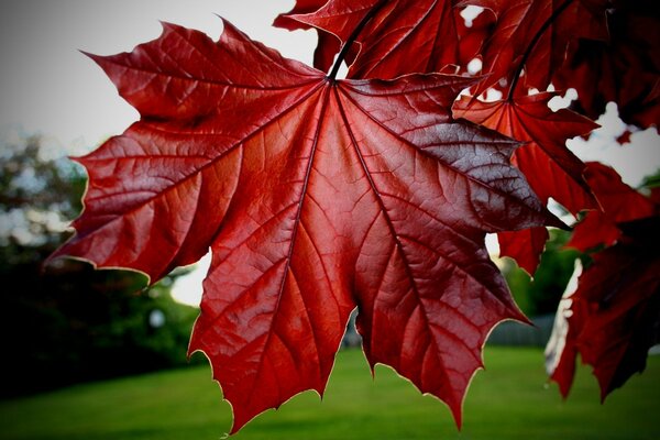 Autumn macro photography of a bright maple leaf