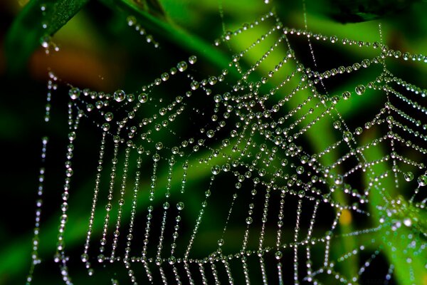 Water droplets on the web. Spider Trap