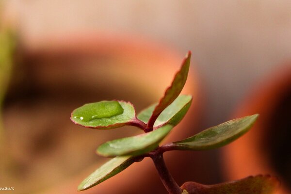 Macro con sfondo sfocato