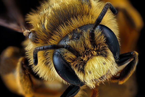 Museau jaune abeille closeup