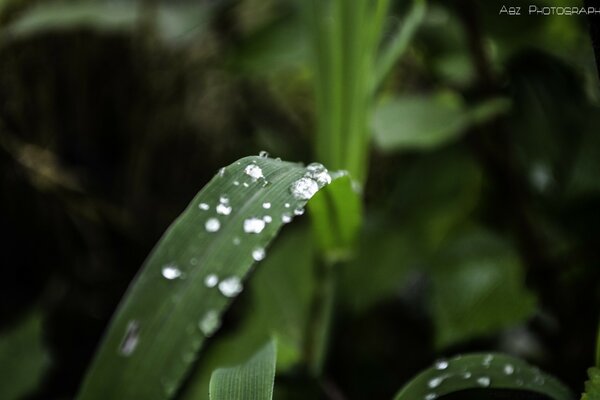 Green leaves with dew drops