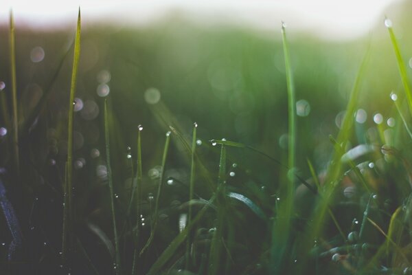 Rosée sur l herbe après la pluie