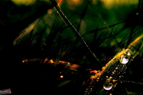 Photographie macro de pluie en plein air et jeu de lumière