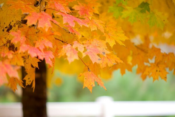 Yellow maple leaves in autumn