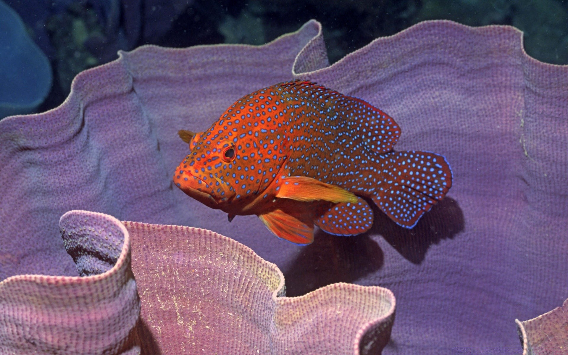 animais marinhos debaixo d água peixes natureza oceano mar cor tropical água fuzileiro naval desktop invertebrados