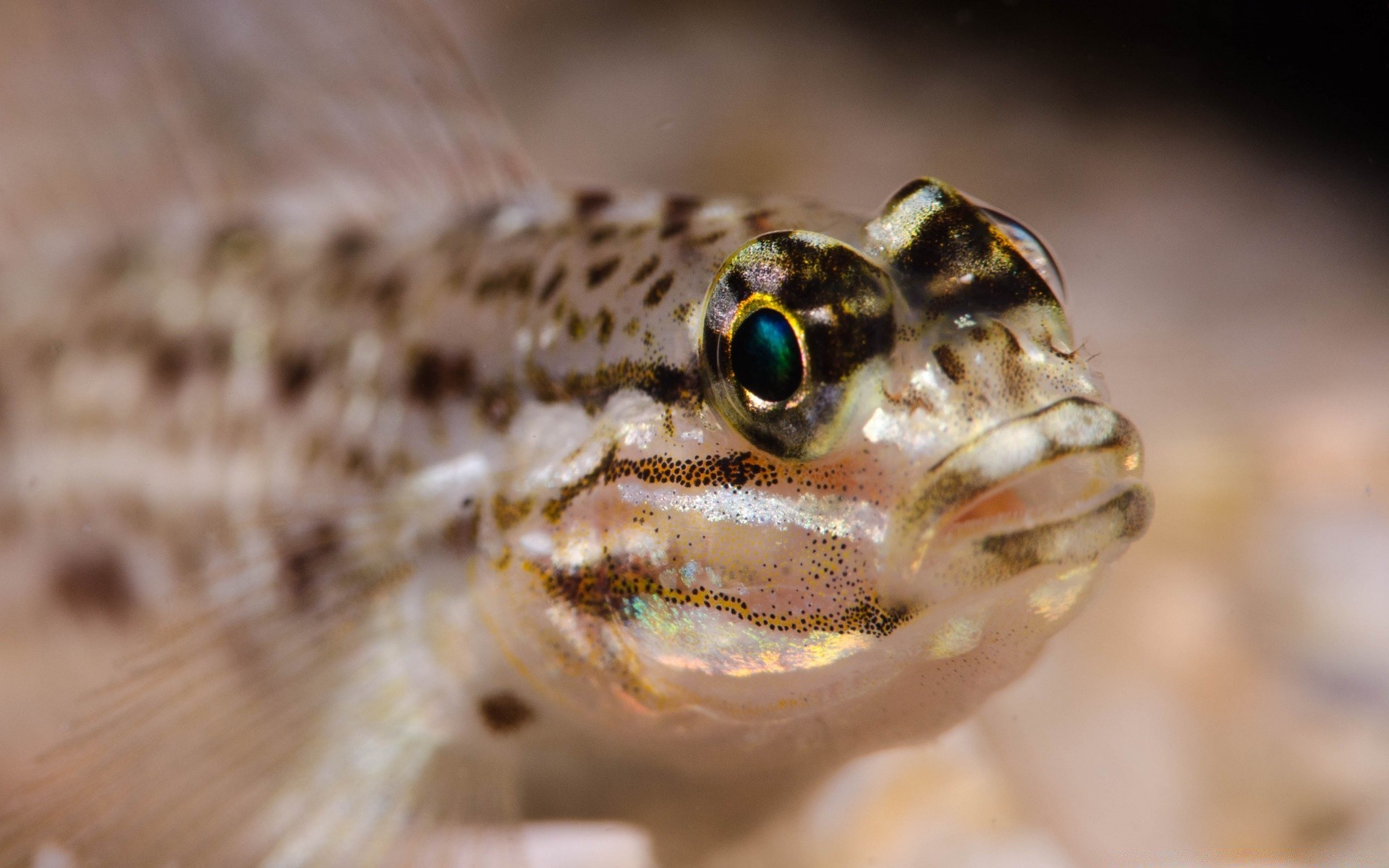 animales marinos naturaleza vida silvestre animal solo retrato gazoo ojo biología peces ver