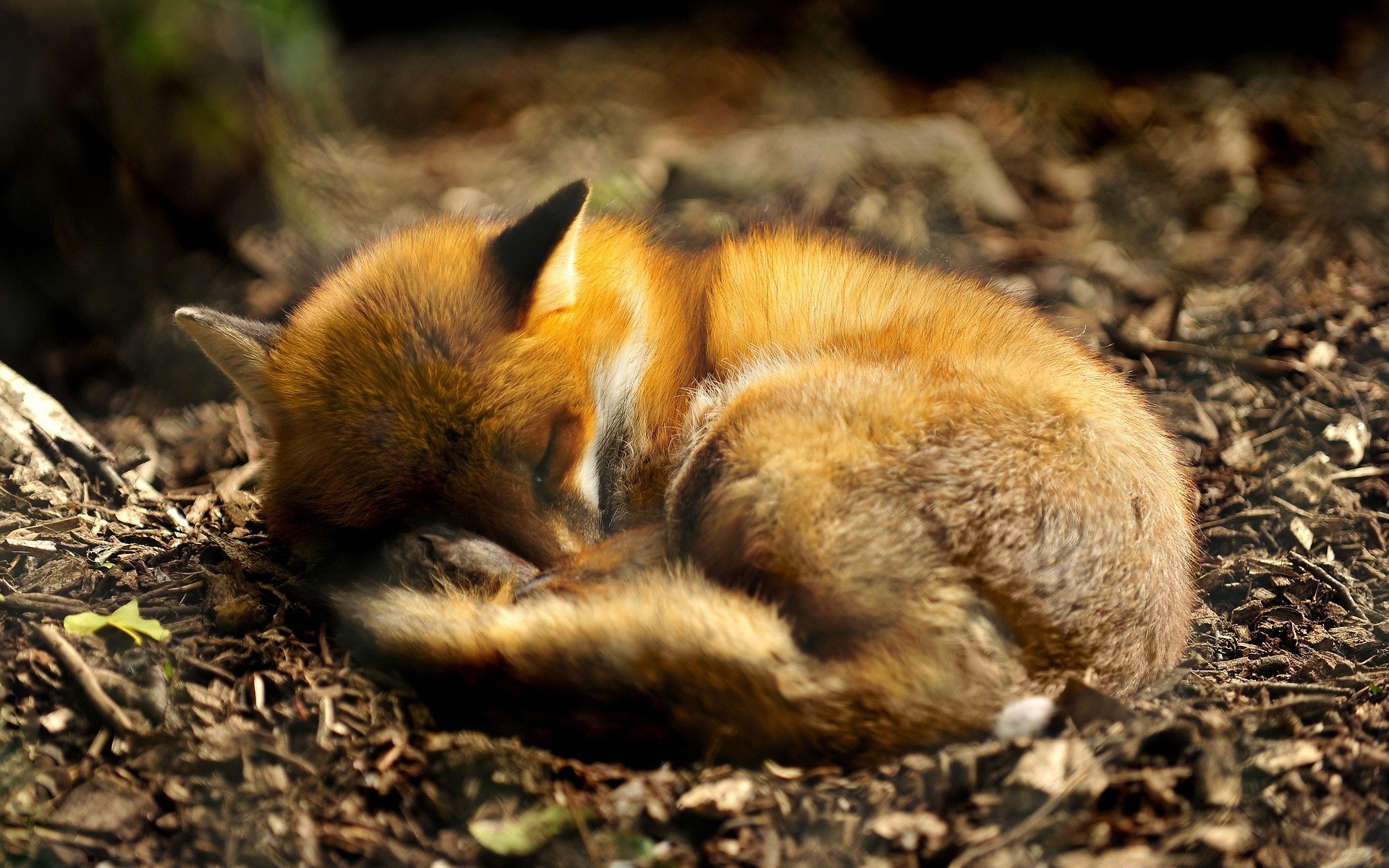 animals mammal wildlife nature outdoors cute fox fur wild little rodent animal daylight wood