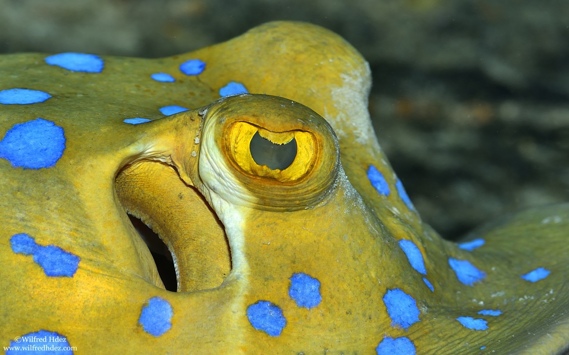 animaux marins sous-marin eau nature poissons couleur océan mer invertébrés