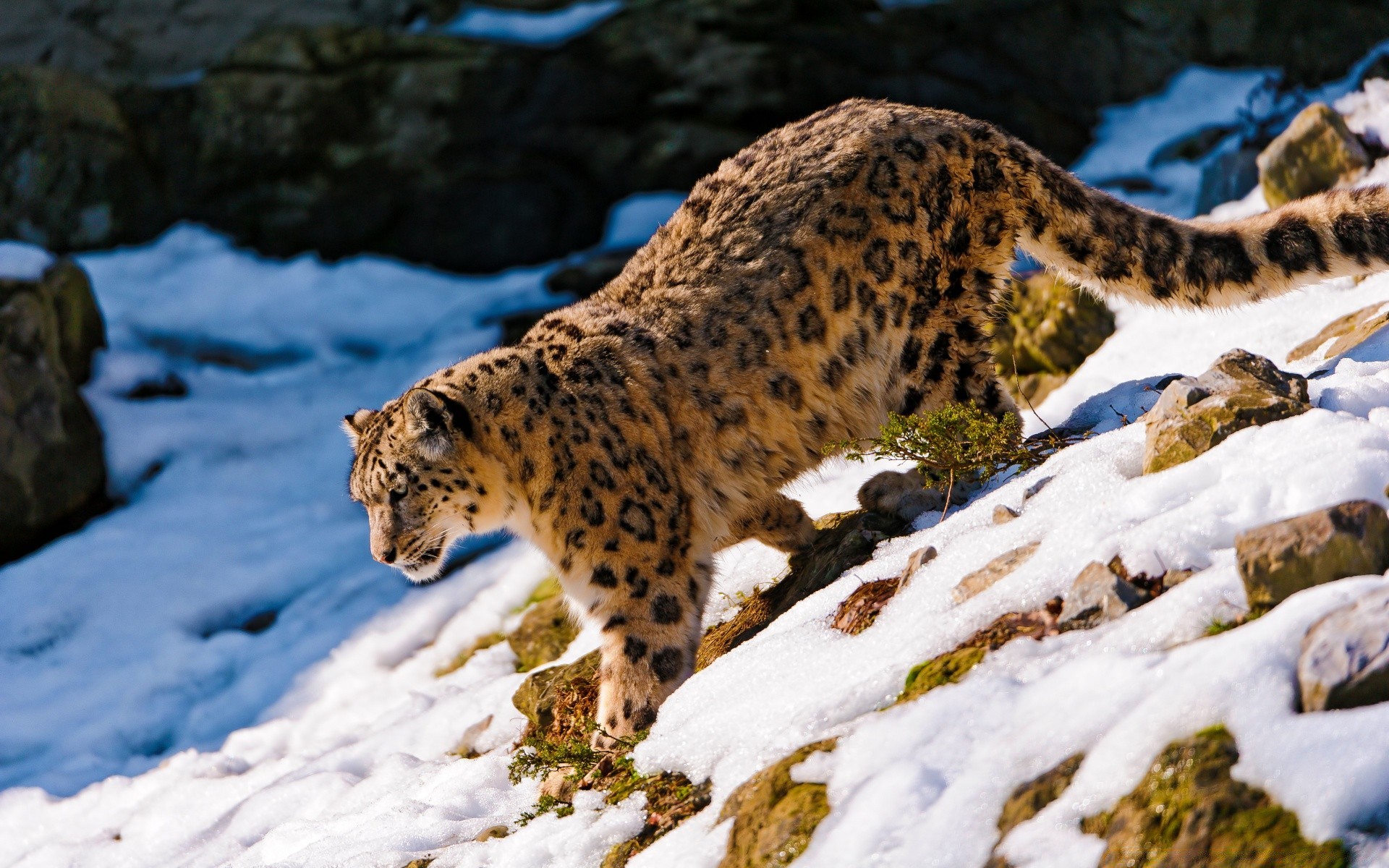 tiere tierwelt säugetier schnee im freien natur winter katze tageslicht tier raubtier wild kälte gefahr