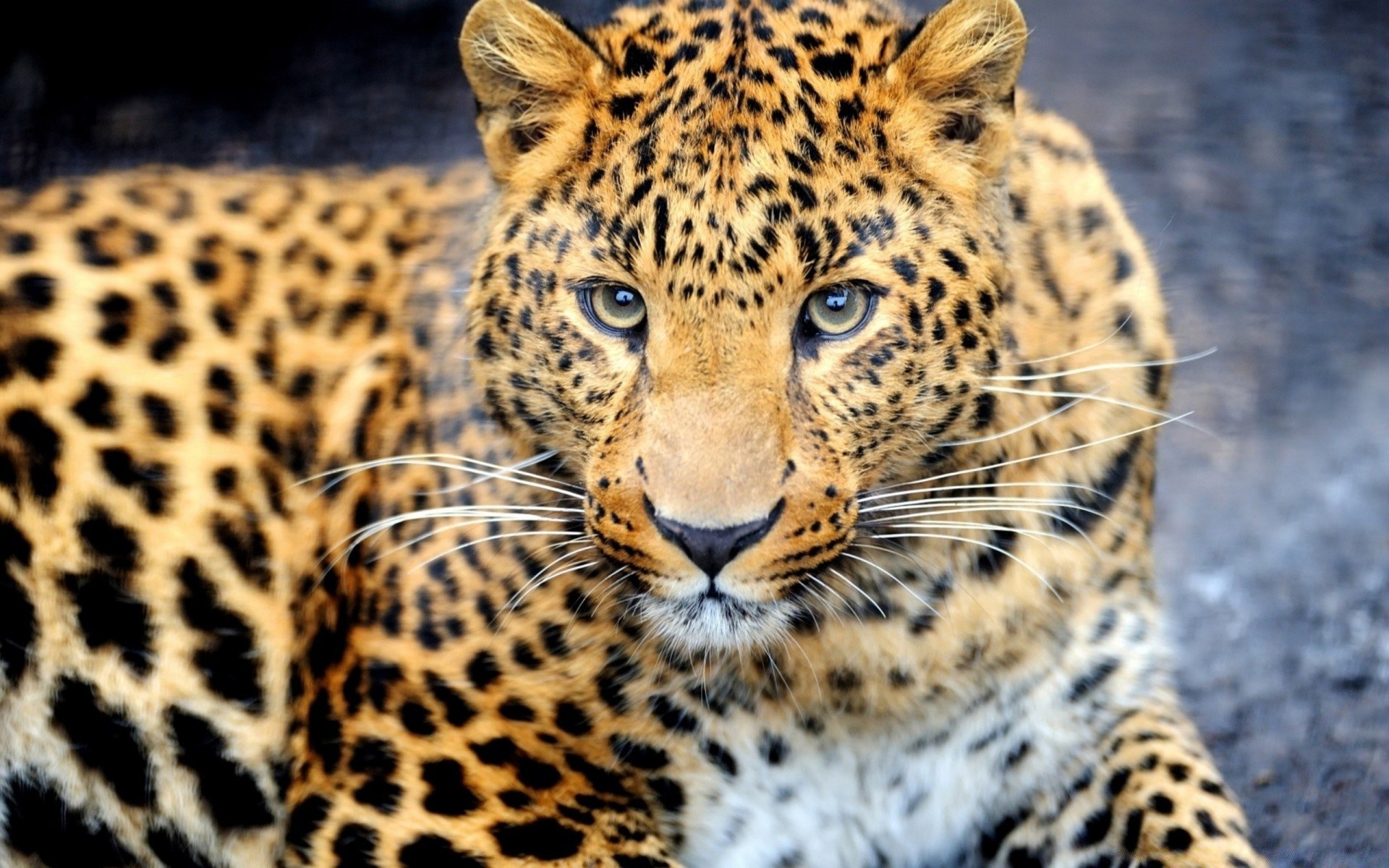 animales gato vida silvestre mamífero leopardo depredador animal carnívoro cazador zoológico safari guepardo piel salvaje